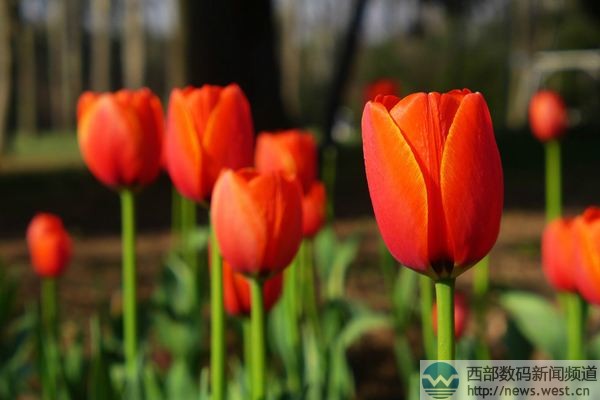 �������㡱����Tulip.com�����ˣ���������Tatta.com�r(ji��)ֵ50�f��